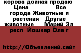 корова дойная продаю › Цена ­ 100 000 - Все города Животные и растения » Другие животные   . Марий Эл респ.,Йошкар-Ола г.